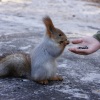 Mókaliget - Budapest első Ingyenes mókus- és madárparkja!